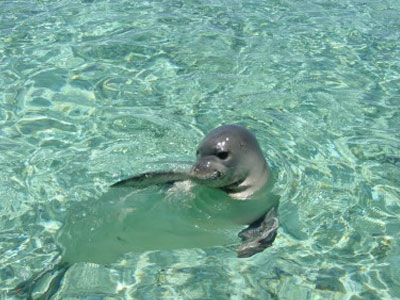 “Μεσογειακή φώκια και αλιεία”