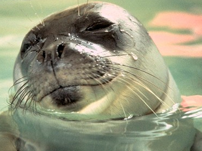 Η Mom για την απαγόρευση προώθησης προϊόντων φώκιας