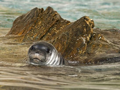 Νέα προστατευόμενη περιοχή για τη μεσογειακή φώκια