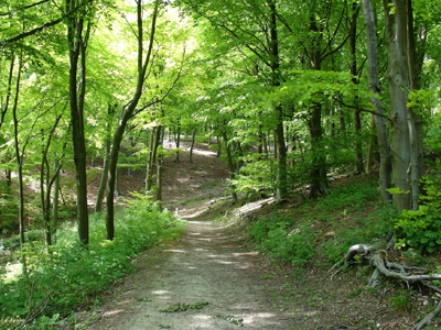 Πεθαίνουν τα δέντρα στη Βόρειο Αμερική