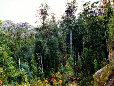 “Τα δάση στα χέρια μας”