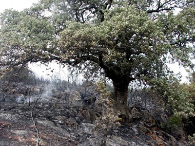 Σύλληψη πατέρα και γιού για εμπρησμό