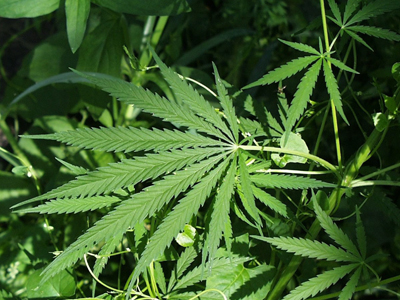 Περίεργη απελευθέρωση εμπόρου ναρκωτικών