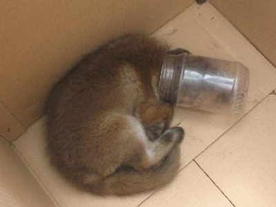 Αλεπού … κόλλησε σε βαζάκι