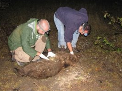 Ένα ακόμη αρκουδάκι θύμα τροχαίου Ένα ακόμη αρκουδάκι θύμα τροχαίου