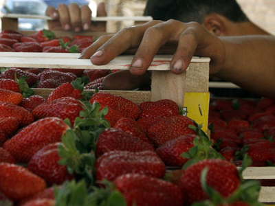 Στο «σκαμνί» οι φραουλοπαραγωγοί της ντροπής