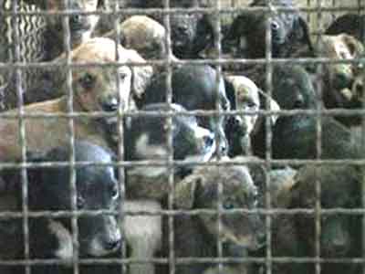 Τραγικό συμβάν στην Αγκόνα με λαθραία  μεταφορά σκύλων από την Πάτρα