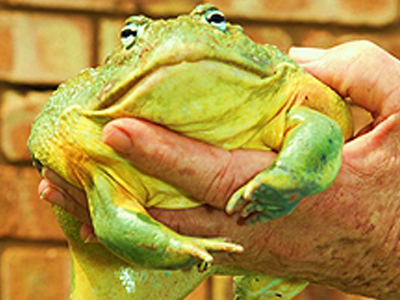 Αυτό το βατραχοπόδαρο δεν… τρώγεται