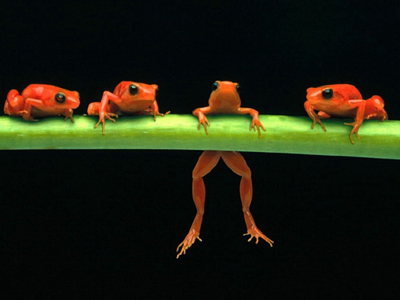 Παντρεύουν βατράχια για να βρέξει