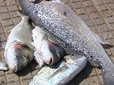 Εκατοντάδες νεκρά ψάρια στον Μαλιακό