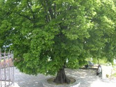 Οι άνεμοι λύγισαν φτελιά 700 ετών