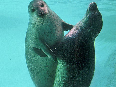 Φώκιες … χορεύτριες