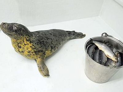 Φώκια έχει φοβία … στα ψάρια