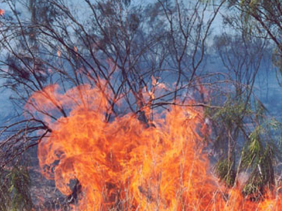 Υπό έλεγχο η Πυρκαγιά στον Ωρωπό