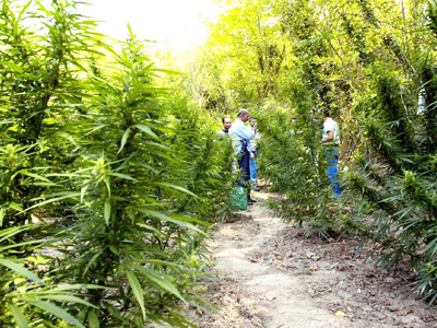 Νέα μεγάλη χασισοφυτεία στο Μυλοπόταμο