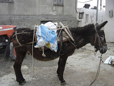 Σοβαρός τραυματισμός 17χρονου μετά από σύγκρουση με γάιδαρο