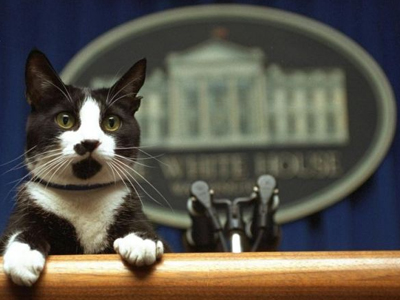 ”Έφυγε” η γάτα των Κλίντον