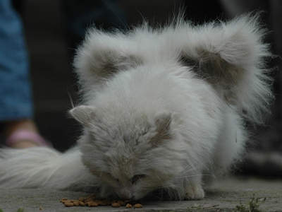 Γάτα… με ”φτερά”