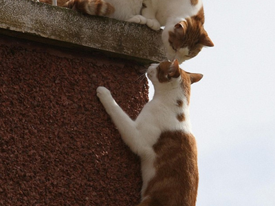 Γάτα… κασκαντέρ