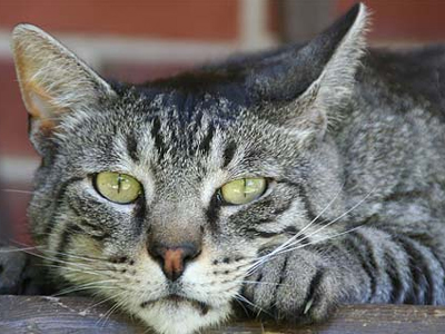 Αυτό θα πει εφτάψυχη γάτα!