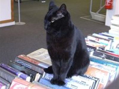 Γάτα… με έφεση στα βιβλία