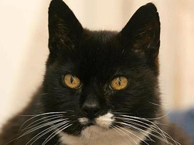 Γάτα… ετών 125!