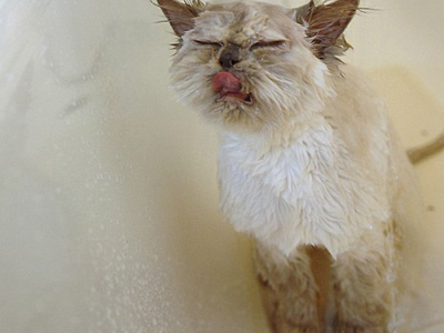 Γάτα απολαμβάνει … το ντους