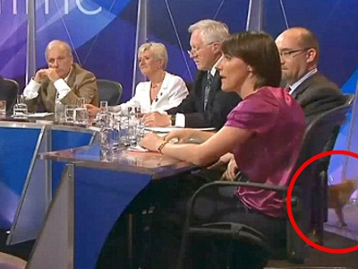 Είδε τη χαμένη γάτα της … στην τηλεόραση