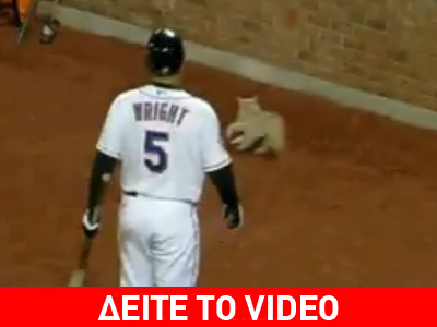 Γάτα εισέβαλε σε αγωνιστικό χώρο