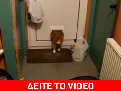 Παχύσαρκη γάτα ”φράκαρε” στην πόρτα
