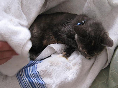 Νάρκωσε τη γάτα του για να ηρεμήσει