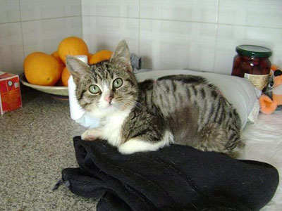 Βοηθήστε τον μικρό Λευτεράκη