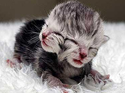 Δικέφαλο γατί νιαουρίζει και από τα δύο κεφάλια