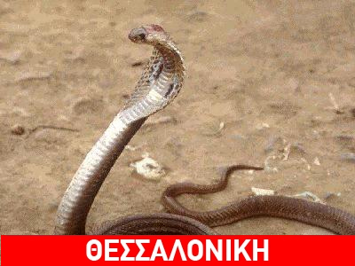 Ένας «απρόσμενος» επισκέπτης