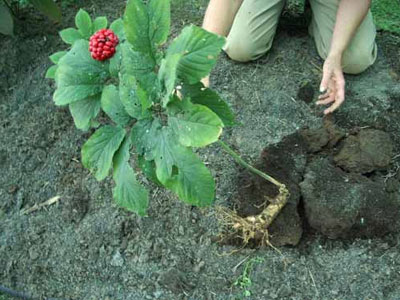 Η ρίζα της ζωής