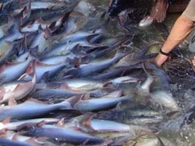 Πέντε χρόνια φυλάκιση για παράνομα… ψάρια