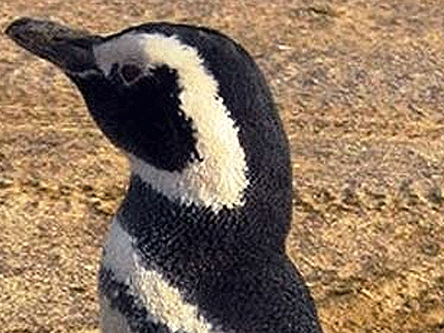 Οι κλιματικές αλλαγές αφανίζουν τους πιγκουίνους του Μαγγελάνου