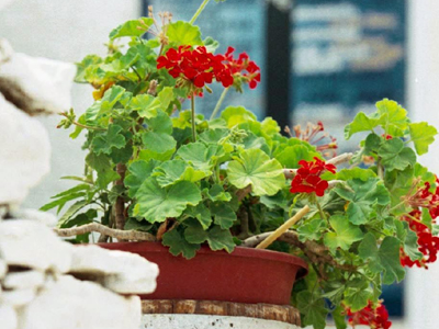 Έκρυβε ηρωίνη μέσα σε γλάστρα