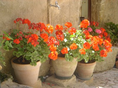 Κατάσχεσαν γλάστρες για χρέος στην Εφορία!