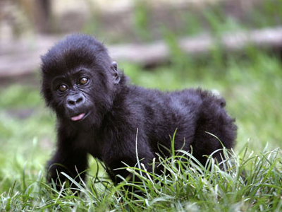 Μωρό γορίλλας σε ζωολογικό κήπο