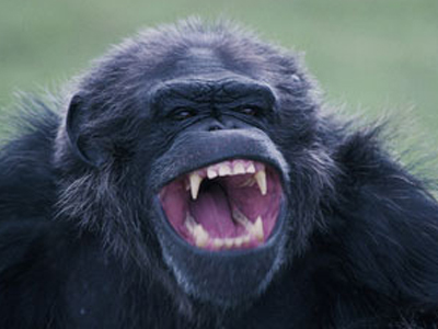 Χιμπατζής επιτέθηκε στο κοινό