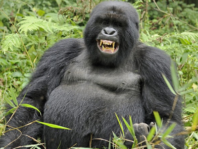 Ο γορίλας… τα «έτσουξε»