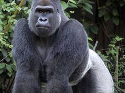 Ο γορίλας… τό ‘σκασε!