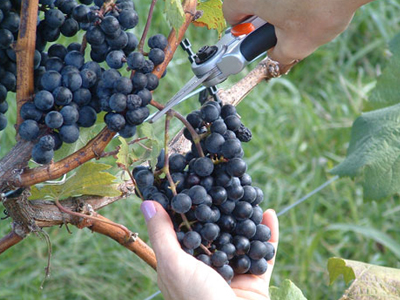 Κάνει μασάζ στα…σταφύλια