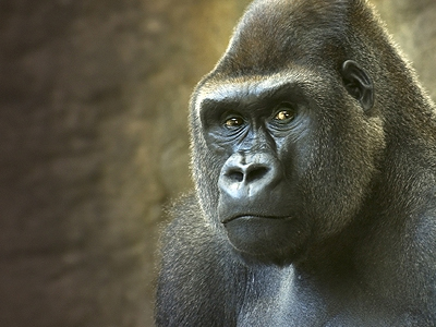 Η zougla.gr στο Τop 100 της Αλβανίας