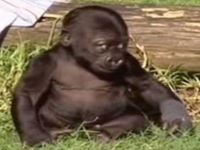 Μπαμπάς γορίλας “βάφτισε” το γοριλάκι του