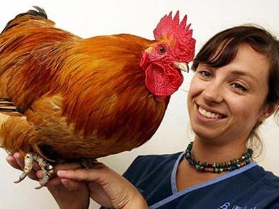 Προσοχή στον… κόκορα