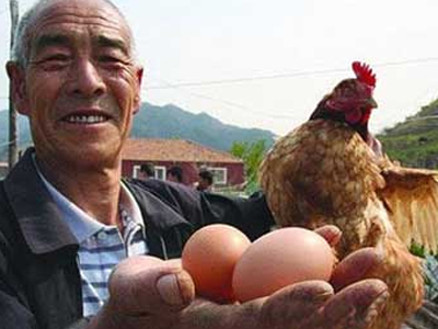 Κότα γεννάει τα αυγά δυο-δυο