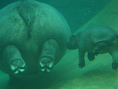 Ένας ιπποπόταμος η νέα μασκότ στο ζωλογικό κήπο του Βερολίνου