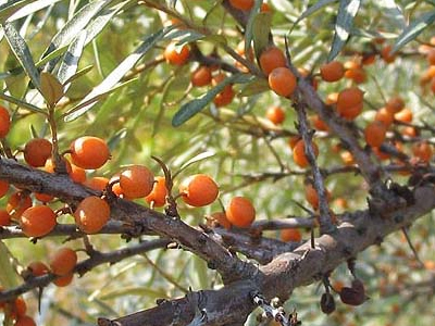 Ιπποφαές: Η δική σας «τράπεζα» βιταμινών!
